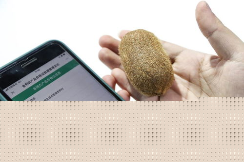 新華全媒 | 創新科技閃耀數博會，信息咨詢服務開啟智慧未來新篇章